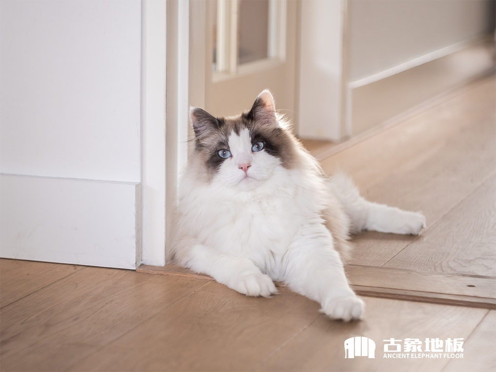 如何去除強(qiáng)化地板上的貓尿味